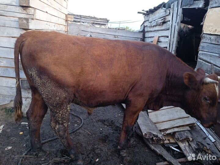 Бык 1,6 г, цена 1 р