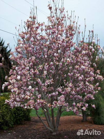 Магнолия Суланжа семена
