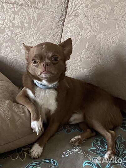 Вязка кобель чихуахуа