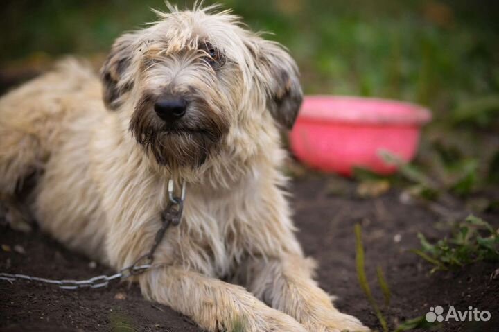 Собака в добрые руки