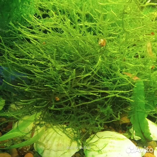 Анциструсы, яванский мох