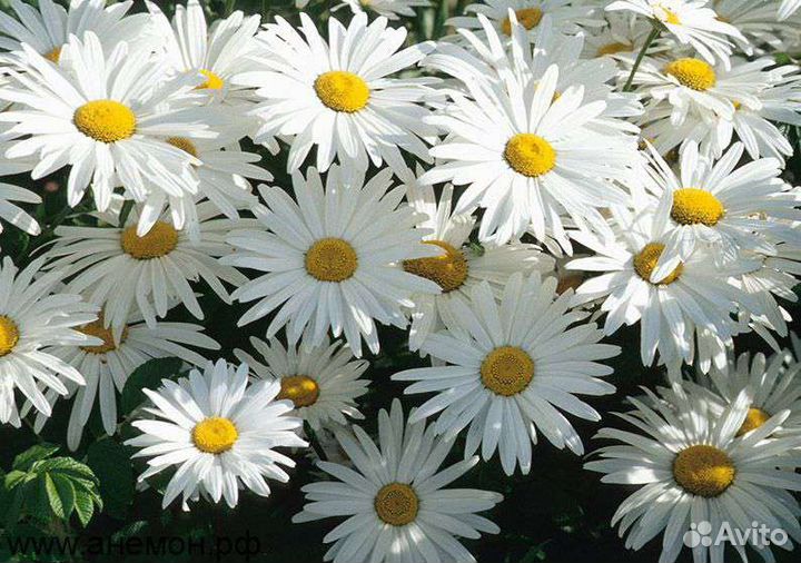 Кализия жёлтая