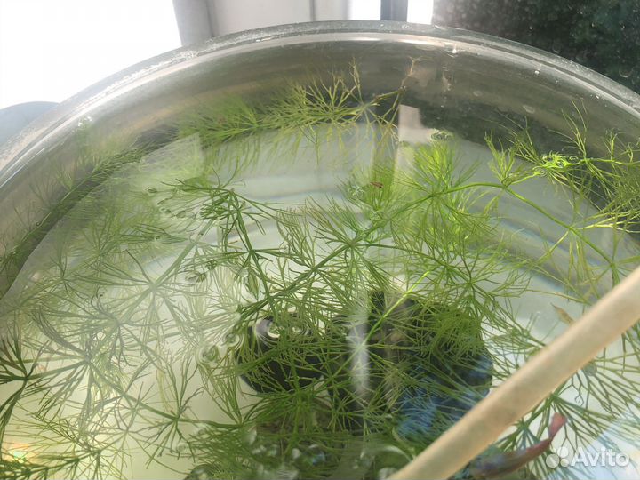 Мальки гуппи.рыбки для аквариума