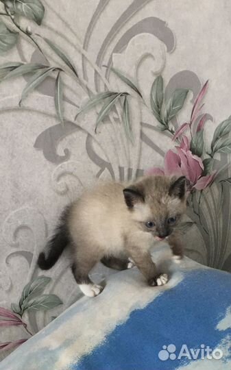 Сиамский котёнок