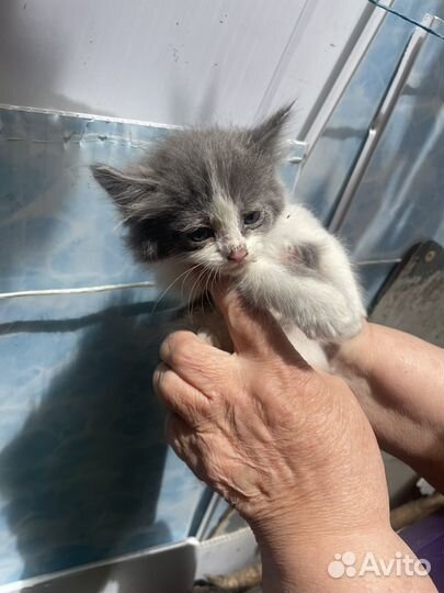 Кошка в дар