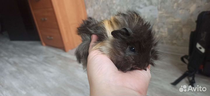 Морская свинка