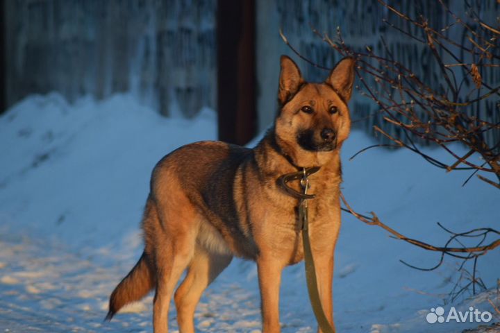 Собака в добрые руки