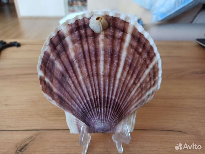 Морская раковина