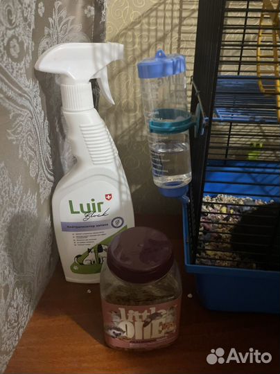 Декоротивные крыски (2 мальчика) + всё для них