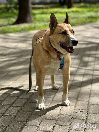 Собаки из приюта бесплатно