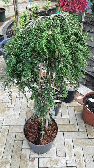 Кипарисовик Магнолия Калоцедрус саженцы