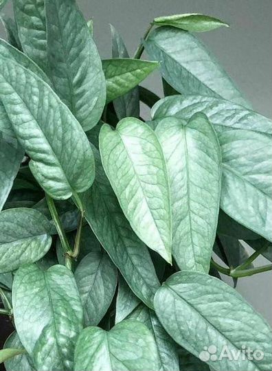 Эпипремнумы глобал грин,неон,marble apple,себу блю