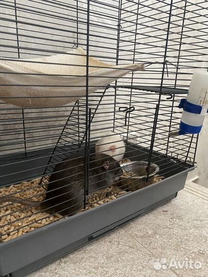 Крысы с клеткой