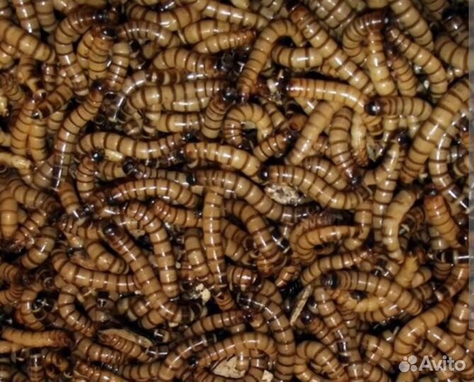 Зофобас корм для животных и сверчки