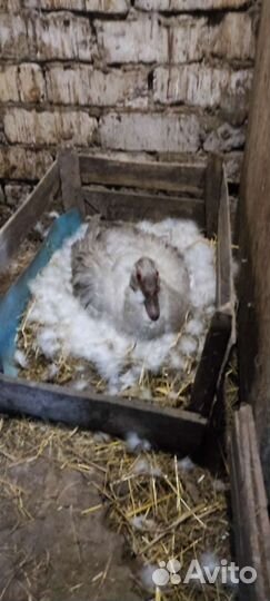 Инкубационное яйцо индоуток