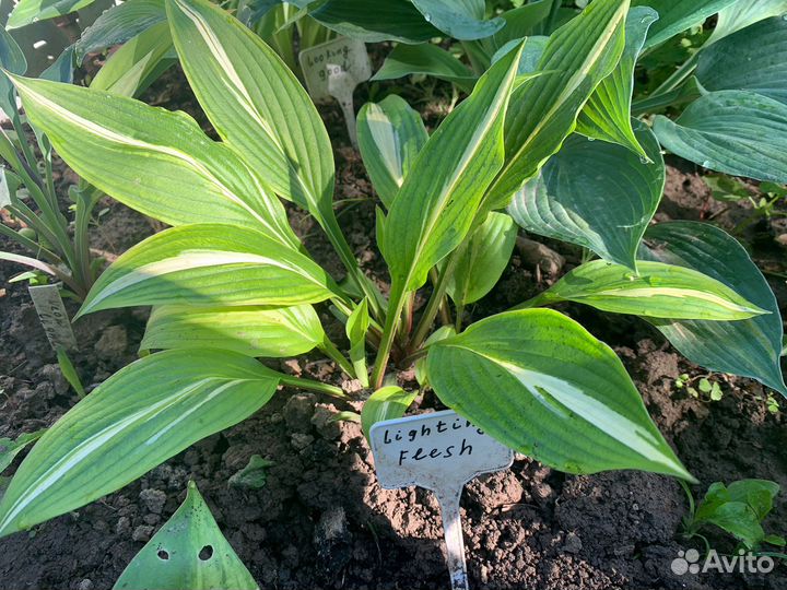 Хоста растение