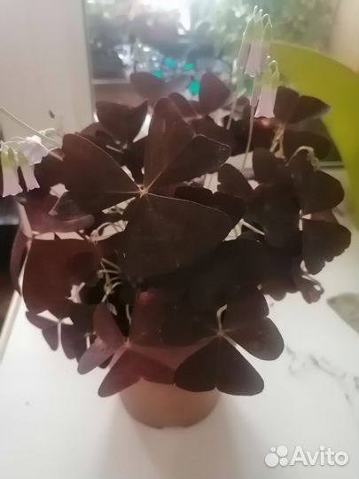 Комнатные цветы
