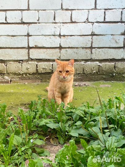 Рыжий котик ищет дом