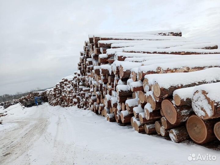 Лиственница