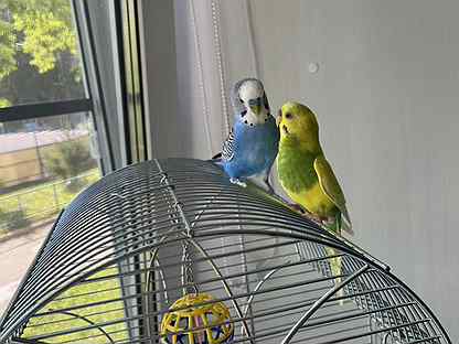 Волнистый попугай самка и самец