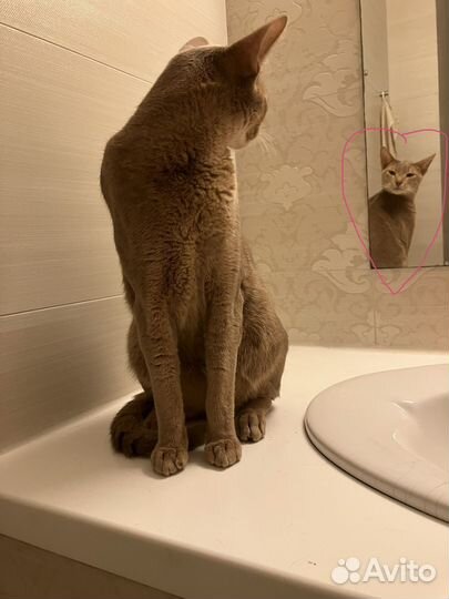 Няня для кошки, няня для кота (передержка)