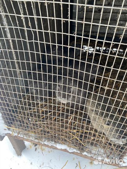 Продаю Нутрий