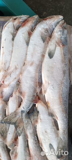 Рыба Горбуша неразделанная свежемороженая 2023 г