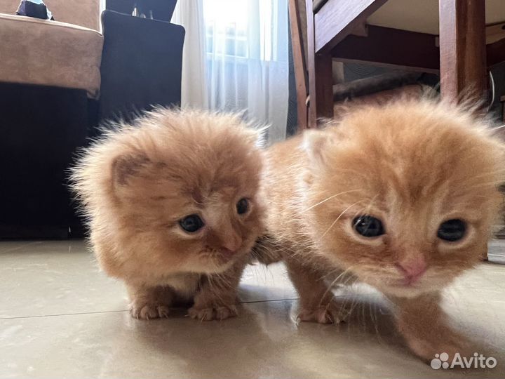 Котята отдам даром