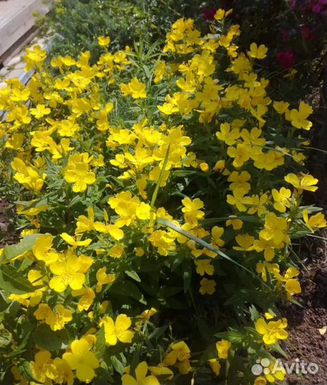 Цветы многолетники