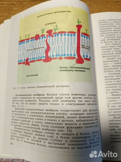 Учебник по общей биологии 10-11 класс Беляева