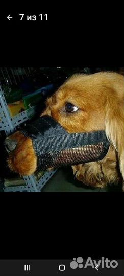 Намордник для собаки