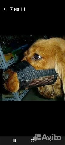 Намордник для собаки