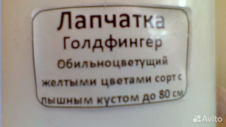 Лапчатка желтая саженцы