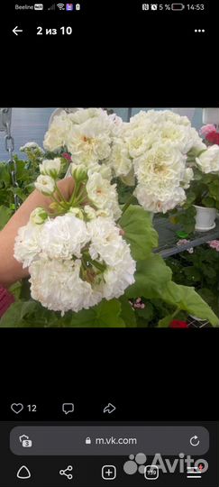 Набор пеларгониий