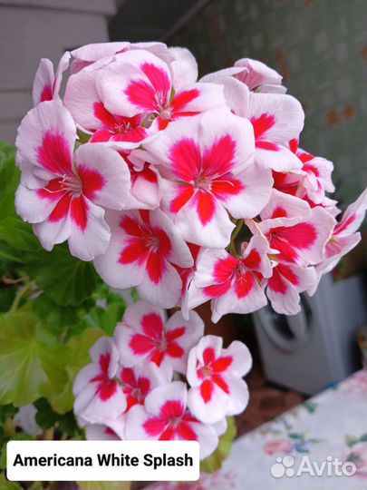 Сортовая пеларгония (герань)