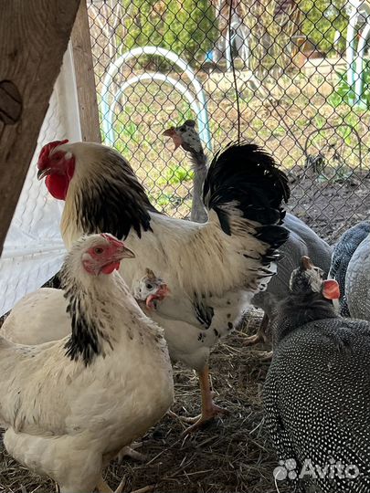 Птица (петух + курица) порода Первомайская