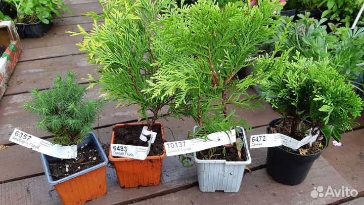 Туя Даника Ауреа, Голден Глобе, Ель Альберта Глоуб