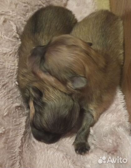 Померанский шпиц микро