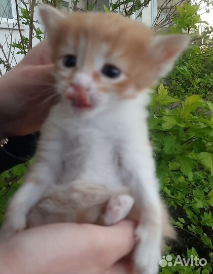 Рыжий котенок мальчик