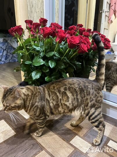 Бенгальский кот вязка