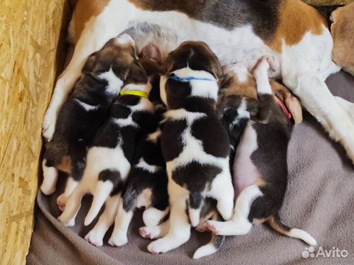 Щенки бигль