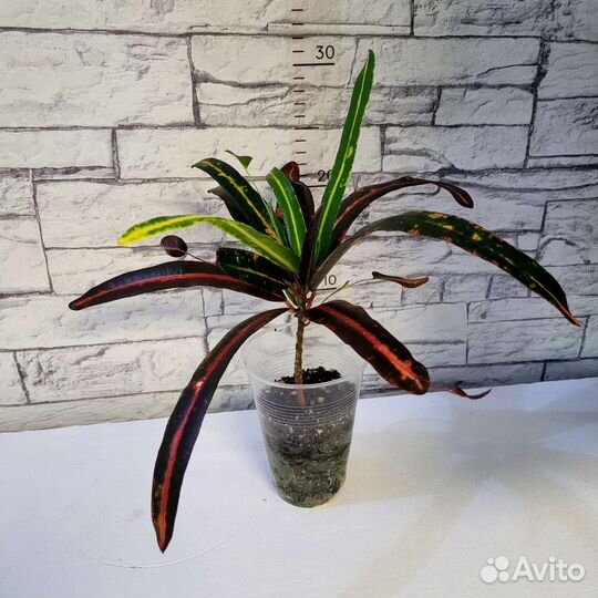 Кротоны сортовые