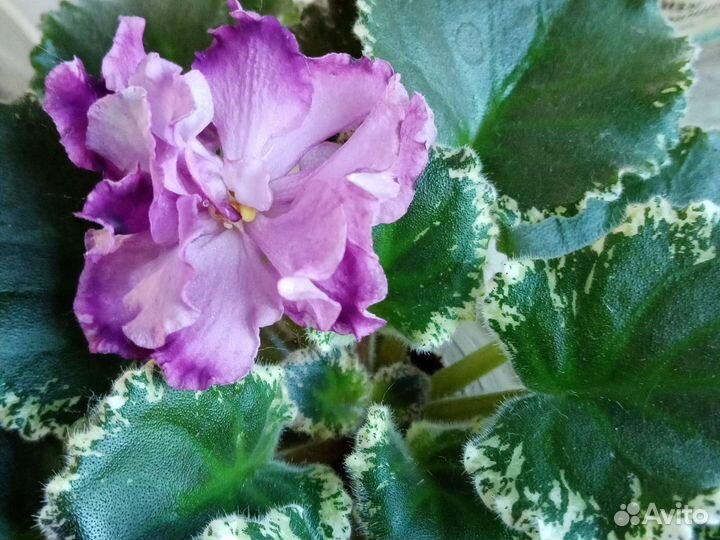 Фиалки сортовые(много цветущих)