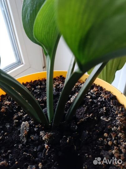 Эухарис амазонская лилия