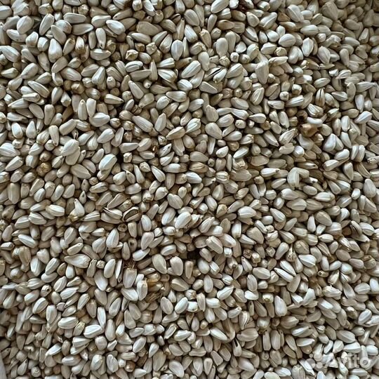 Сафлор оптом и в розницу от 1 кг