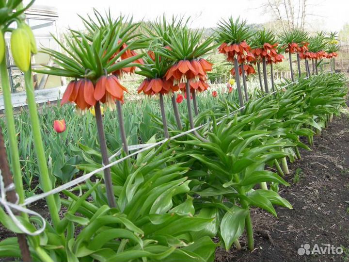 Луковицы рябчика императорского