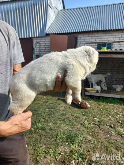 Щенки сао алабай