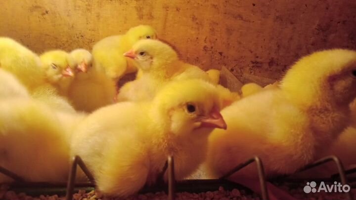 Цыплята бройлеры кобб 700