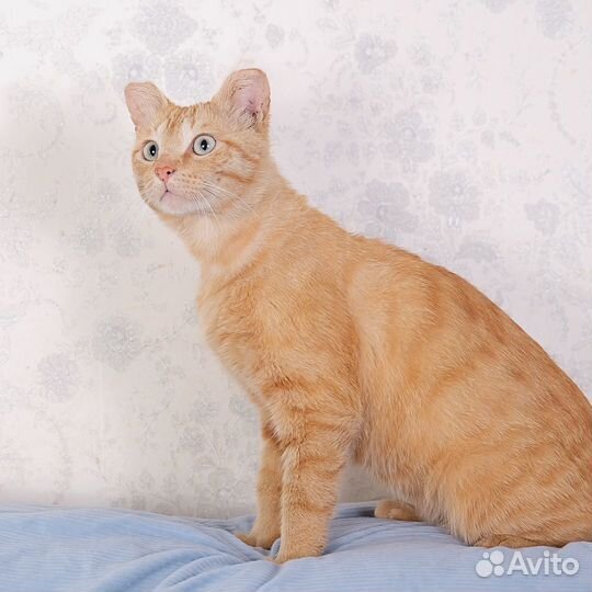 Солнечный котик