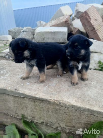 Щенки метисы